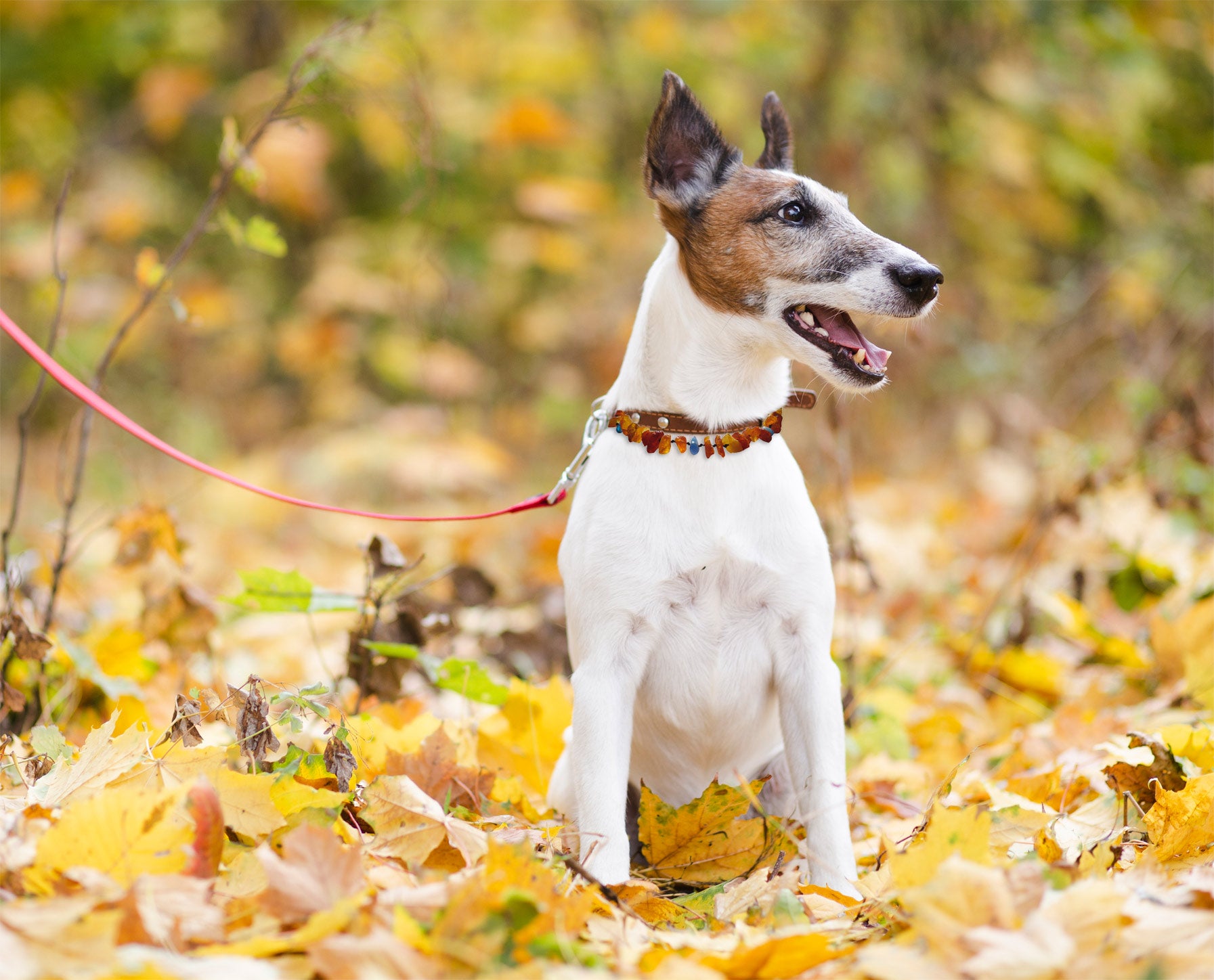 amberdog®: Bernsteinkette für den Hund