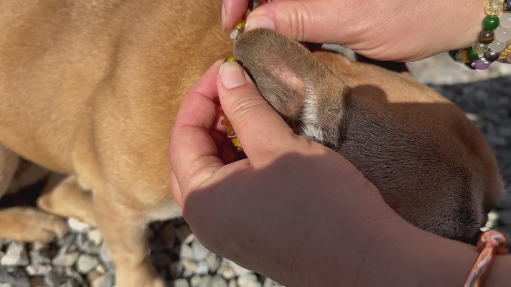 Video zum Drehverschluss der Bernsteinkette für den Hund.