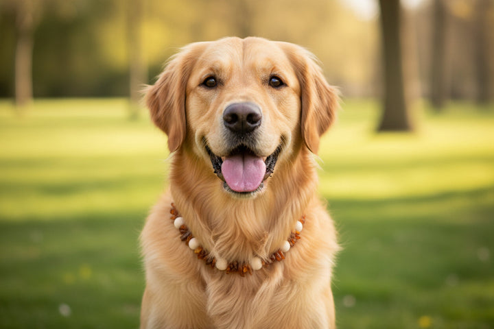 Hunde Bernsteinkette GoldyWood