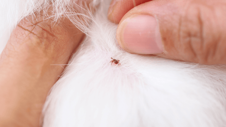 5 Dinge, die Zecken am Hund besonders lieben