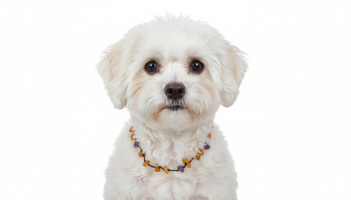 Bernstein Fusskettchen Amethyst Bernstein Fusskettchen oder ein Kettchen für einen kleinen Hund
