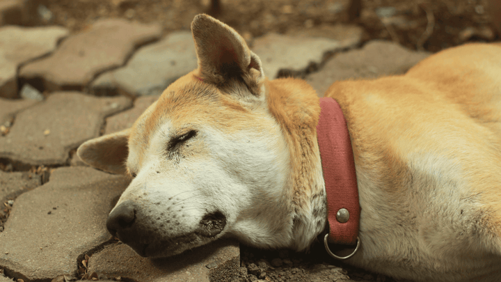 🐕🌈 Abschied begleiten – wenn Loslassen Liebe ist