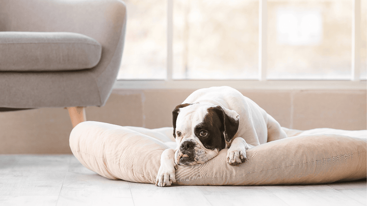 🐕🚪 Alleinbleiben beim Hund – Trennung lernen statt ertragen