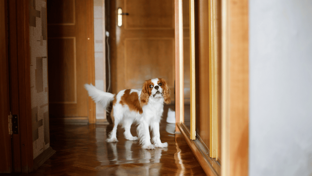 🐕🏠 Alleine bleiben lernen – realistisch, fair und ohne Druck