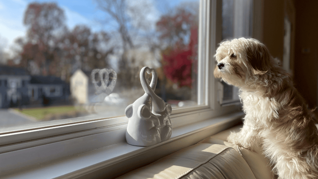 🐕🚪 Alleinebleiben beim Hund – Sicherheit ohne Verlassenheitsstress