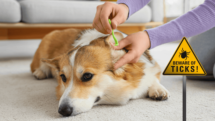 Alternative zu Spot-on beim Hund