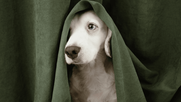 Angst bei Hunden – was tun bei Silvester, Donner, Stress?