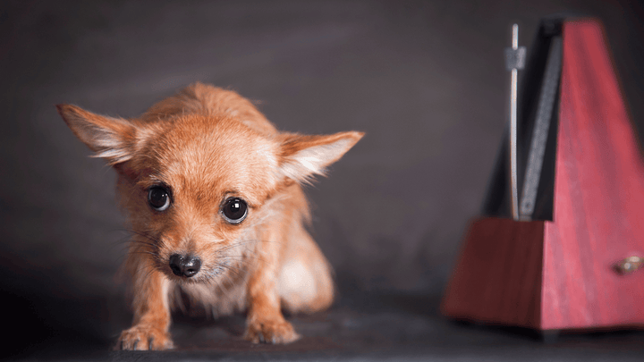 🐕😰 Angst beim Hund Schutzmechanismus, kein „Charakterfehler“