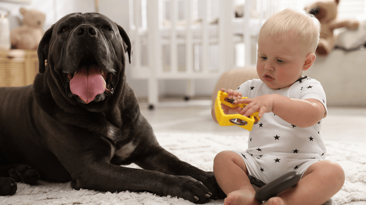 🐕👶 Baby kommt zum Hund – Vorbereitung statt Überraschung