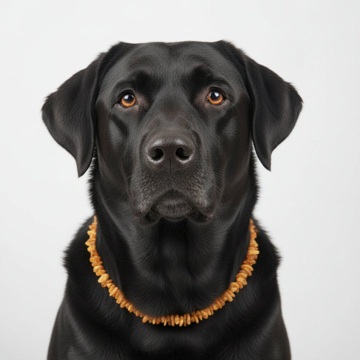 Hunde Bernsteinkette Click