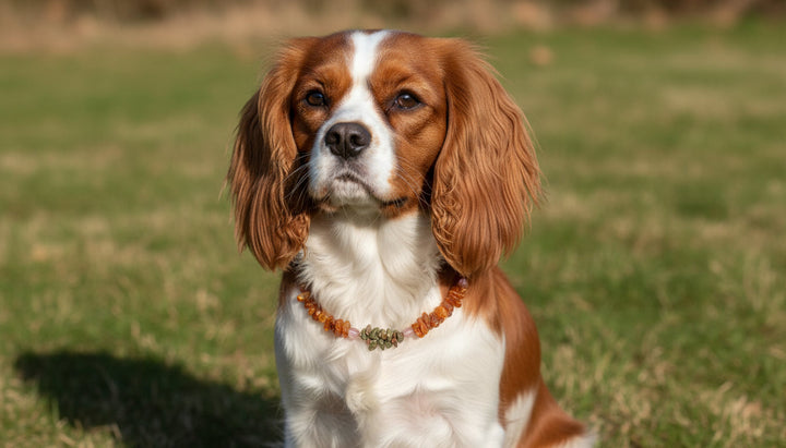 Bernsteinkette für den Hund mit Unakit und Erdbeerquarz Länge 36cm