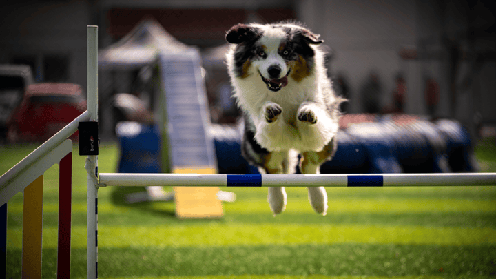 🐕🎲 Beschäftigung vs. Auslastung – warum „müde“ nicht gleich „zufrieden“ ist