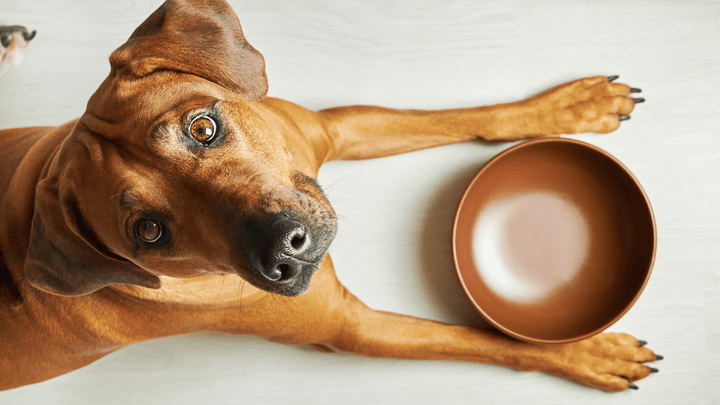Bestes Hundefutter
