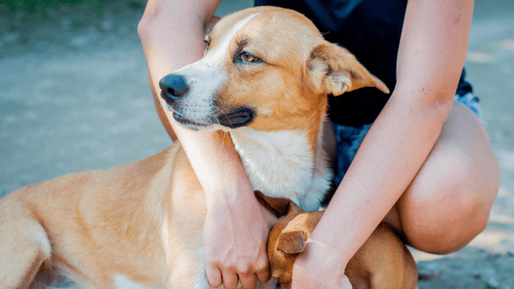 🐕🤝 Bindung beim Hund – Sicherheit statt Abhängigkeit