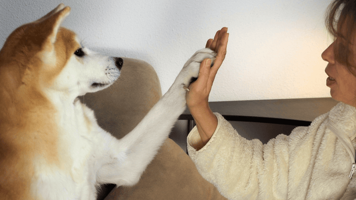 Bindung zum Hund aufbauen