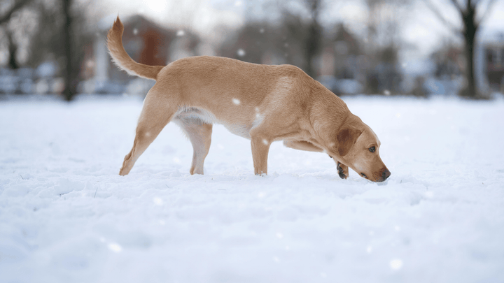🐕👃 Die Geruchswelt des Hundes