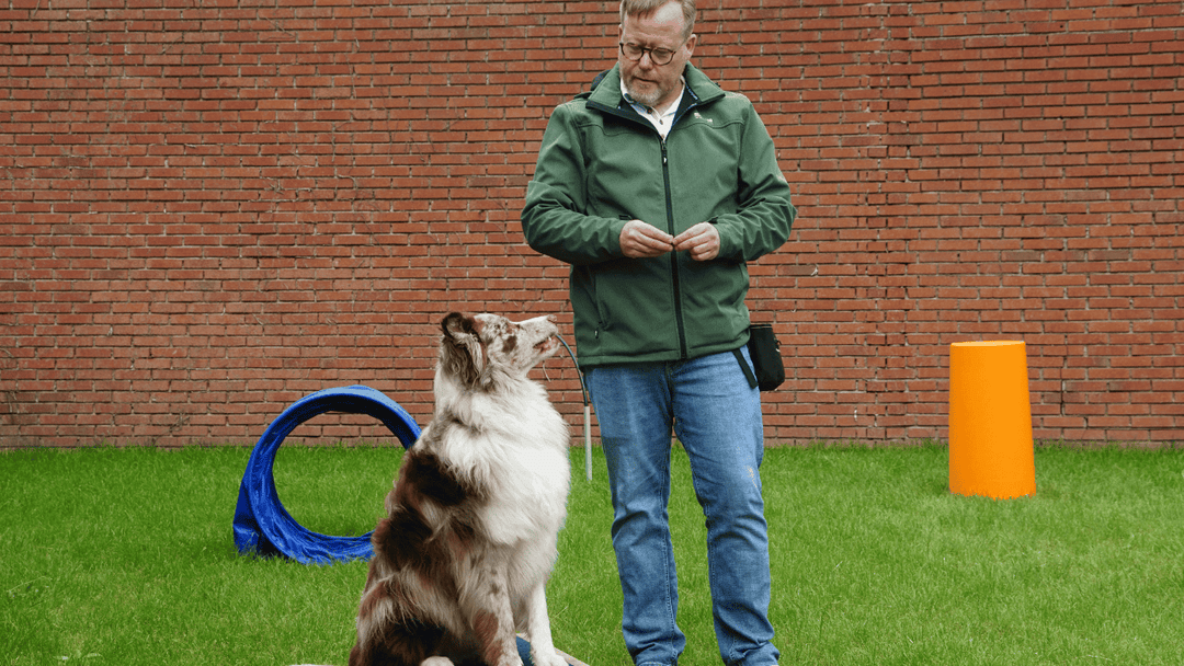 Die häufigsten Fehler in der Hundeerziehung