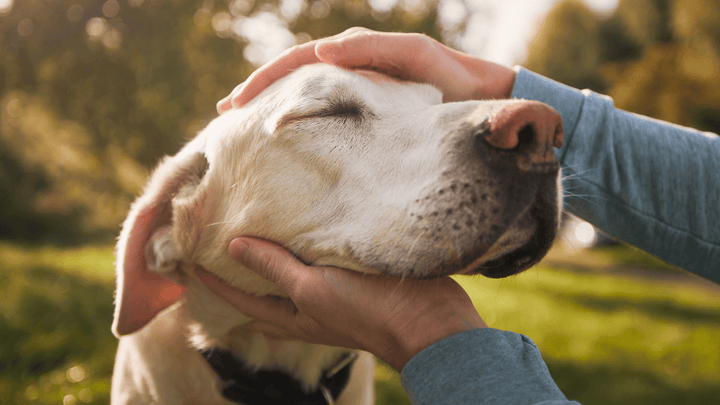 🐕❤️ Emotionen beim Hund – fühlen ohne Worte