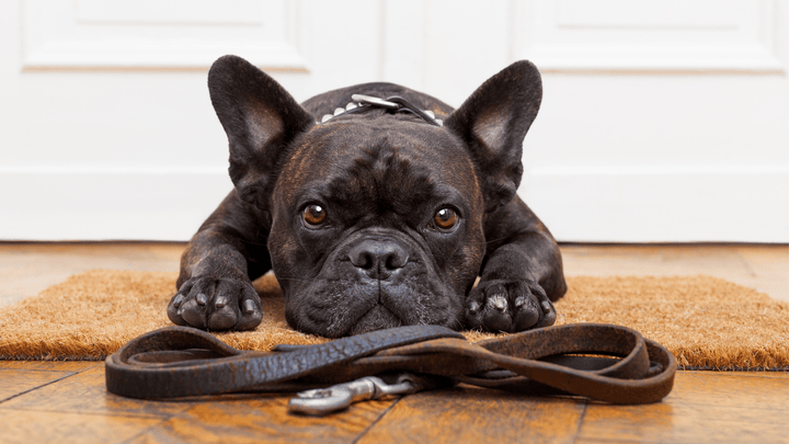 🐕🎯 Erwartungshaltung beim Hund – wenn Warten Stress erzeugt