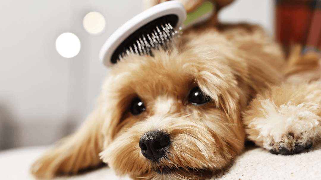 🐕🧼 Fellpflege als Bindungsritual – mehr als nur Sauberkeit