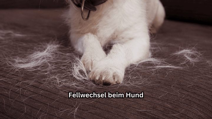 Fellwechsel beim Hund