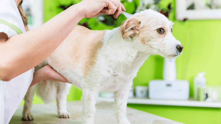 Flohbefall beim Hund – was tun? 🐾