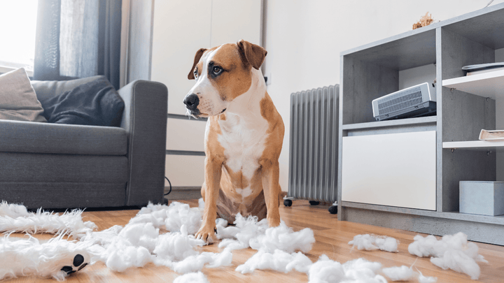 🐕🧩 Frustration beim Hund