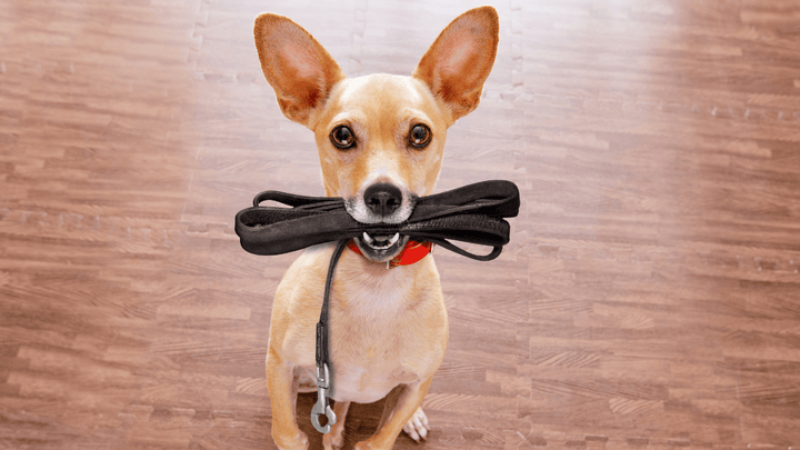 🐕⏳ Frustrationstoleranz beim Hund – warten lernen ohne Stress