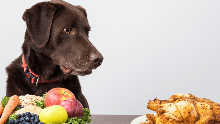 🐕🍖 Futter & Nahrung – mehr als Kalorien