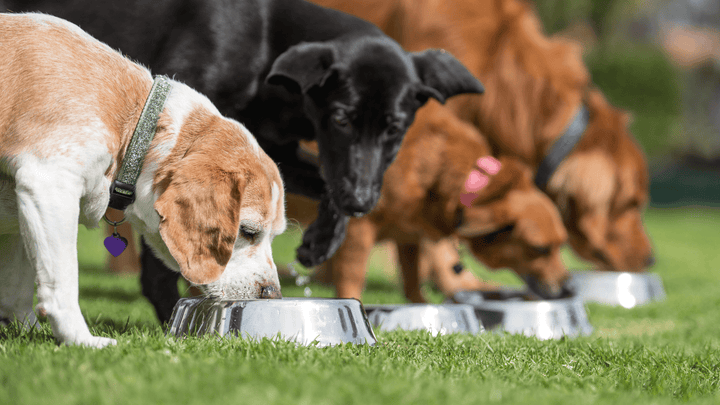 🐕🍽 Futterneid & Ressourcen