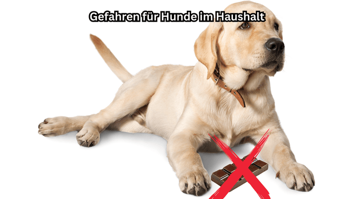 Gefahren für Hunde im Haushalt