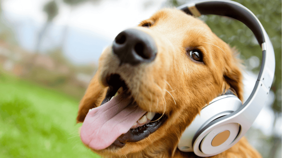 🐕🔊 Geräusche & Stress beim Hund – warum Lärm mehr auslöst, als wir denken