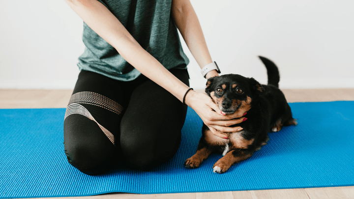 🐕🚧 Grenzen setzen beim Hund – Orientierung statt Kontrolle