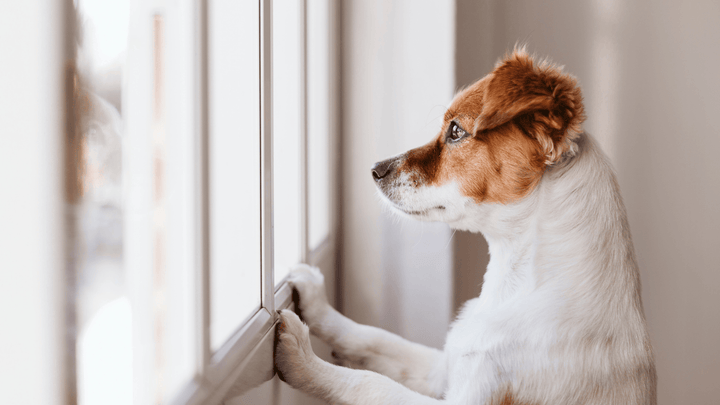 Hund & Alleinsein – wie viel ist normal und was braucht Training?