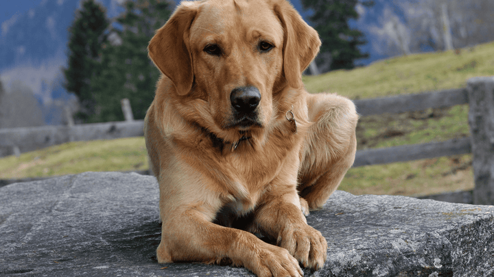 Hund & Alleinzeit – warum auch Nähe Abstand braucht