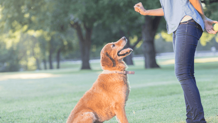 Hund & Alltag – kleine Stellschrauben mit großer Wirkung