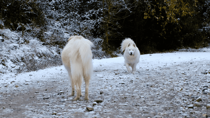 Hund & Begegnungen – entspannter Umgang mit Artgenossen