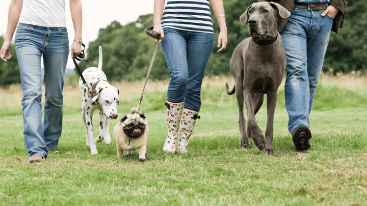 🐕🚶 Hund & Begegnungen mit Menschen
