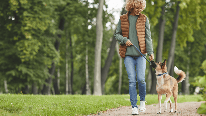 Hund & Beschäftigung – sinnvoll auslasten ohne Stress