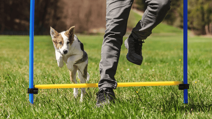 Hund & Bewegung – wie viel ist wirklich sinnvoll?