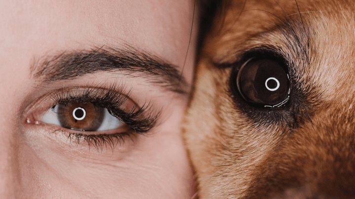 Hund & Beziehung – was wirklich verbindet