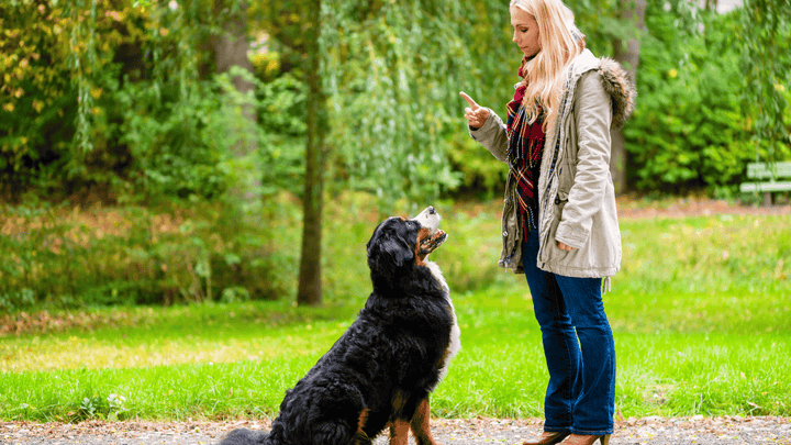 🧭🐕 Hund & Entscheidungen – warum der Mensch führen sollte