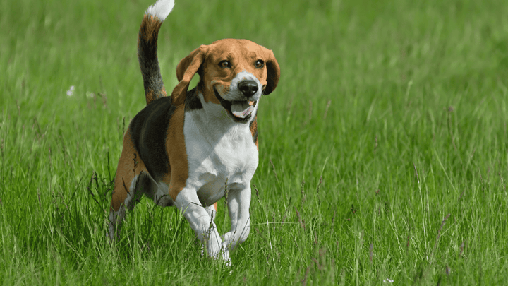 Hund & Freiheit – warum sie Regeln braucht
