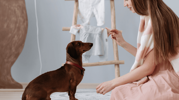 Hund & Geduld – warum Zeit der wichtigste Faktor ist