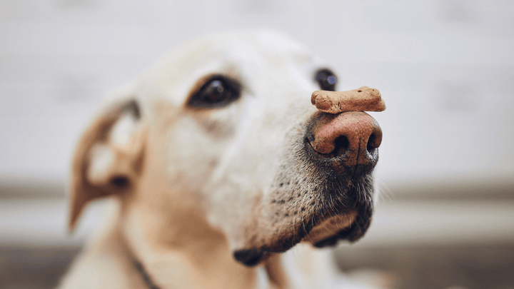 Hund & Gelassenheit – wie Ruhe im Alltag wirklich entsteht
