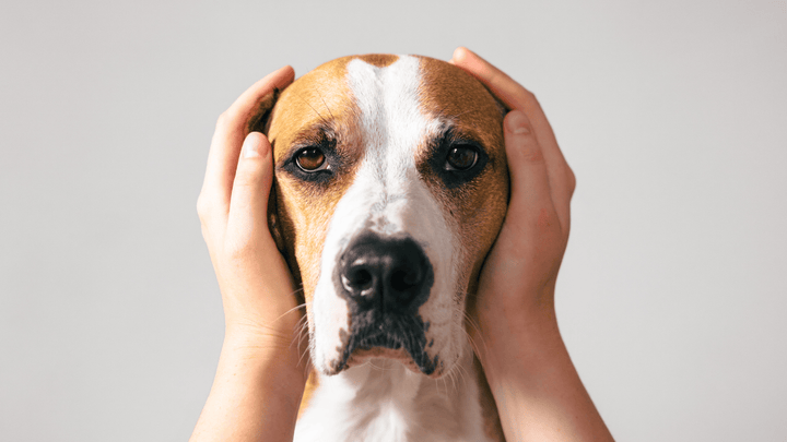 Hund & Geräusche – warum manche Hunde so sensibel reagieren