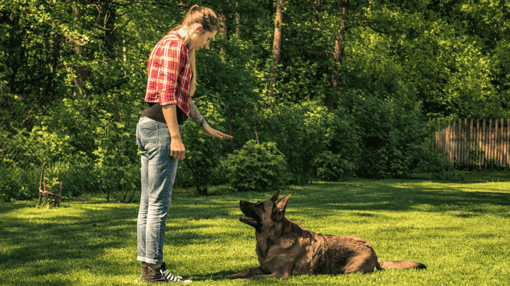 Hund & Grenzen im Alltag – wie sie fair bleiben