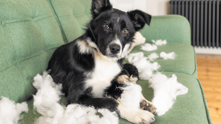Hund & Grenzen – warum sie Sicherheit geben