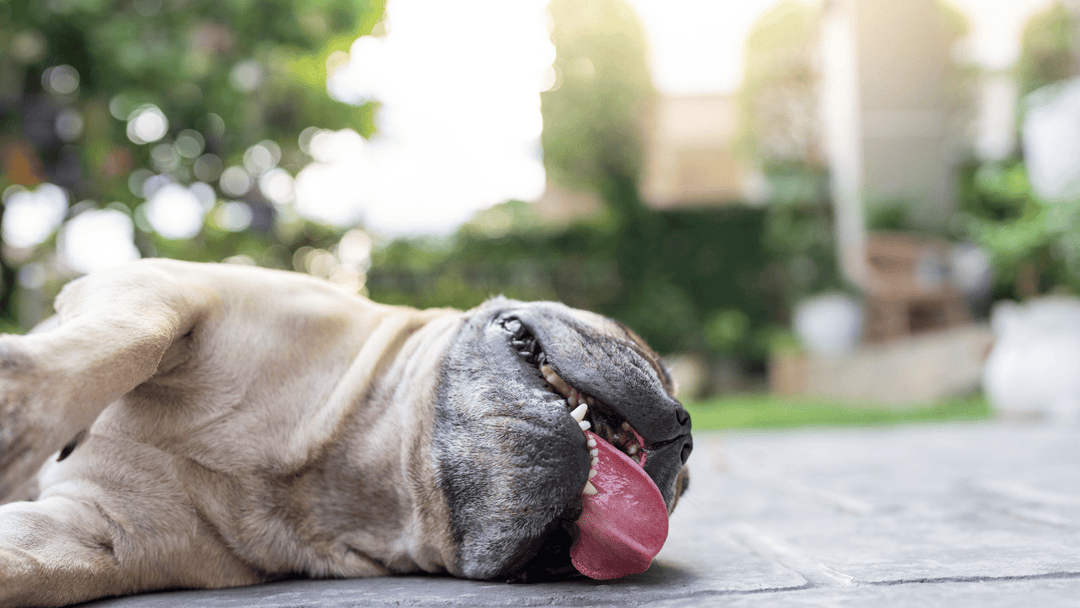 Hund und Hitze – ab wann wird es gefährlich?