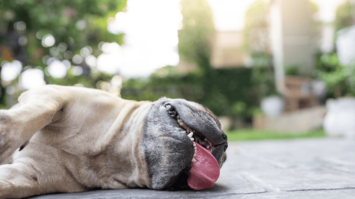Hund und Hitze – ab wann wird es gefährlich?